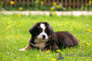 Photo №2 to announcement № 10597 for the sale of bernese mountain dog - buy in Russian Federation from nursery