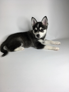 Photo №1. alaskan klee kai - for sale in the city of Moscow | 2220$ | Announcement № 4217