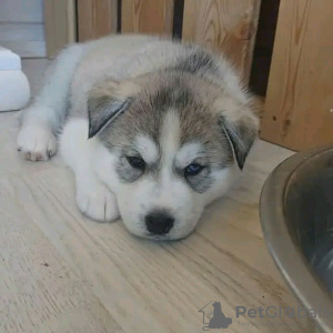 Photo №1. siberian husky - for sale in the city of Helsinki | 423$ | Announcement № 119532