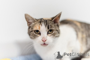 Photo №2 to announcement № 159363 for the sale of  - buy in Russian Federation from the shelter