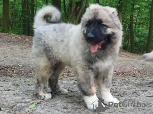 Photo №1. caucasian shepherd dog - for sale in the city of Kiev | 450$ | Announcement № 11224