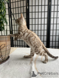 Additional photos: Snowy Bengal boy for breeding or pets