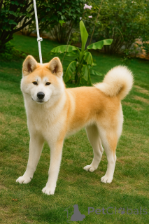 Photo №3. Akita Inu 6-Month-Old Female, FCI, Champion Bloodline. Serbia