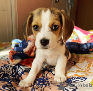 Photo №3. Beagle Puppies Available. Canada