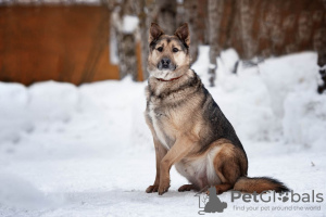 Photo №2 to announcement № 50095 for the sale of non-pedigree dogs - buy in Russian Federation private announcement