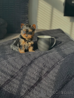 Photo №3. Registered Yorkie Puppies Vaccinated & Well Socialized. Germany
