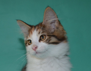Additional photos: Kuril bobtail kitten, girl
