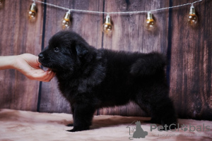 Photo №3. Eurasians (booking puppies). Russian Federation