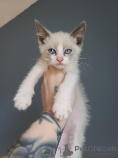 Photo №2 to announcement № 176169 for the sale of snowshoe cat - buy in Netherlands private announcement