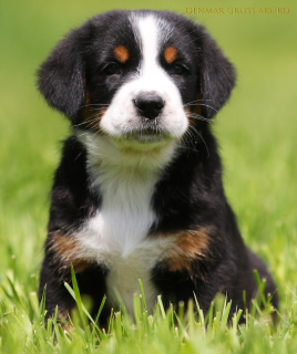 Photo №1. greater swiss mountain dog - for sale in the city of Zaporizhia | 1135$ | Announcement № 6874