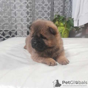 Photo №1. chow chow - for sale in the city of Jagodina | negotiated | Announcement № 91218