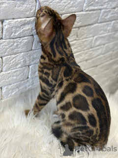 Photo №3. Gorgeous Bengal cat - GrandInterChampion of the breed. United States