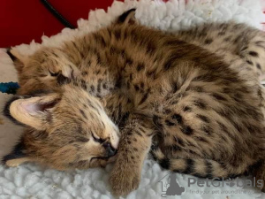 Photo №1. savannah cat - for sale in the city of Гамбург | 1585$ | Announcement № 99475