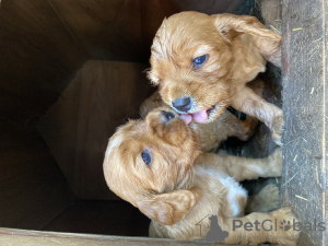Photo №1. russian spaniel - for sale in the city of Целина | 130$ | Announcement № 98518