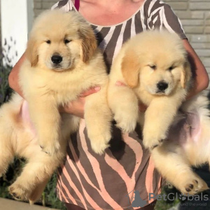 Photo №1. golden retriever - for sale in the city of Uppsala | 423$ | Announcement № 98604