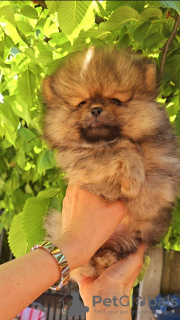 Photo №1. pomeranian - for sale in the city of Belgrade | negotiated | Announcement № 100839