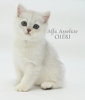 Photo №3. Scottish silver cat. Ukraine
