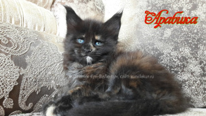 Photo №2 to announcement № 5435 for the sale of maine coon - buy in Russian Federation from nursery, breeder