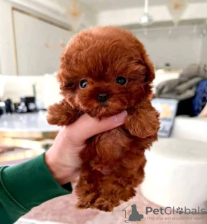 Photo №2 to announcement № 110712 for the sale of poodle (toy) - buy in United States private announcement, breeder