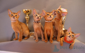 Photo №1. abyssinian cat - for sale in the city of Riga | 1057$ | Announcement № 47179