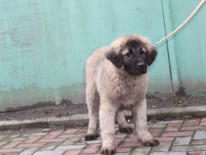 Photo №2 to announcement № 4565 for the sale of caucasian shepherd dog - buy in Ukraine private announcement