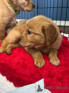 Photo №1. golden retriever - for sale in the city of Grevenmacher | negotiated | Announcement № 165852