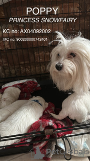 Photo №1. maltese dog - for sale in the city of Boston | 1400$ | Announcement № 92764