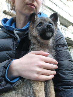 Photo №2 to announcement № 6700 for the sale of non-pedigree dogs - buy in Russian Federation private announcement