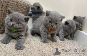 Photo №1. british shorthair - for sale in the city of Hannover | 423$ | Announcement № 41482