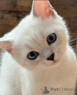 Photo №3. British shorthair blue eyes boy. Serbia