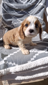 Photo №4. I will sell cavalier king charles spaniel in the city of Vilnius. private announcement, from nursery, breeder - price - 800$