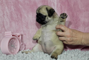 Photo №2 to announcement № 2015 for the sale of pug - buy in Russian Federation private announcement