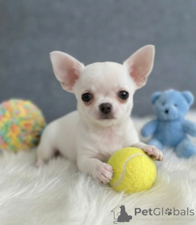 Photo №1. chihuahua - for sale in the city of Eindhoven | negotiated | Announcement № 172335