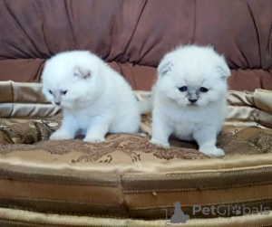 Photo №1. scottish straight - for sale in the city of Almaty | 100$ | Announcement № 160617