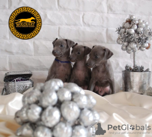 Photo №2 to announcement № 88042 for the sale of italian greyhound - buy in Poland breeder