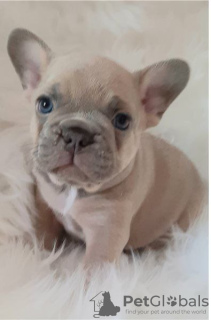 Photo №4. I will sell french bulldog in the city of Munich.  - price - 423$