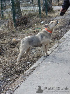 Additional photos: Dog Gerda in good hands