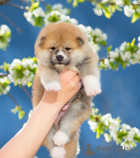 Additional photos: Akita inu puppies