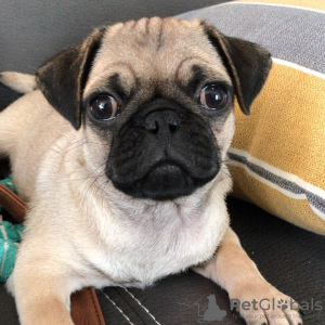 Photo №1. pug - for sale in the city of Vienna | 423$ | Announcement № 83340