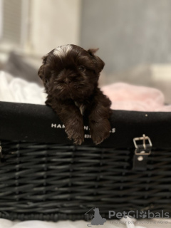 Photo №1. shih tzu - for sale in the city of Jena | 370$ | Announcement № 103517