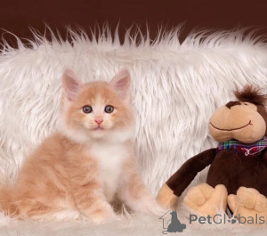 Photo №1. american bobtail - for sale in the city of Brussels | negotiated | Announcement № 178780