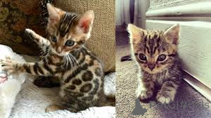 Photo №2 to announcement № 136752 for the sale of bengal cat - buy in Germany 