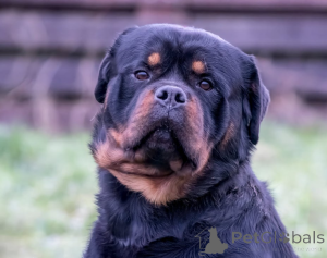 Photo №3. 5-Generation Rottweiler Puppies. Bulgaria