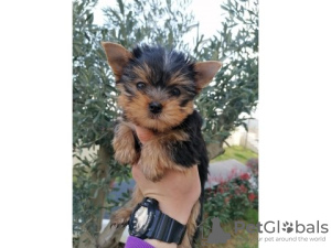 Photo №1. yorkshire terrier - for sale in the city of Нант | negotiated | Announcement № 10222