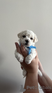 Photo №1. non-pedigree dogs - for sale in the city of Стамбул | 300$ | Announcement № 73040