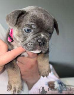 Photo №1.  - for sale in the city of Antwerp | 413$ | Announcement № 167820