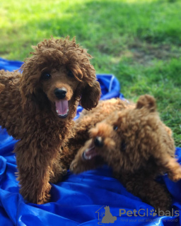 Photo №2 to announcement № 11098 for the sale of poodle (toy) - buy in Ukraine private announcement