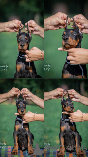 Photo №2 to announcement № 113674 for the sale of dobermann - buy in Serbia breeder