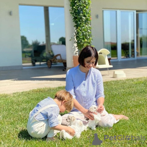 Photo №3. Maltese Puppies. Switzerland