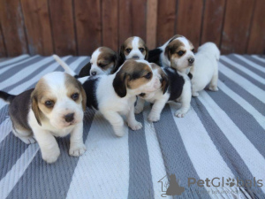 Photo №1. beagle - for sale in the city of Miami | negotiated | Announcement № 31814